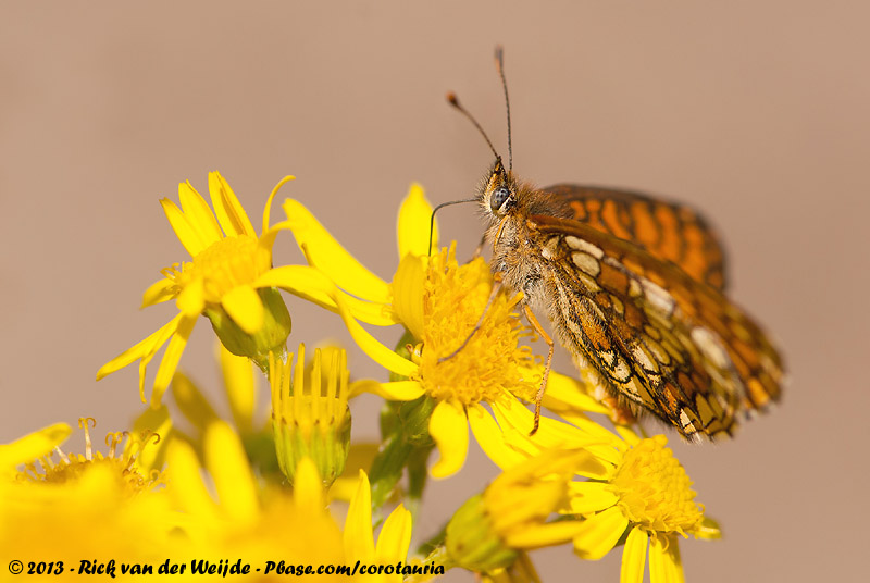 Heath Fritillary<br><i>Melitaea athalia athalia</i>