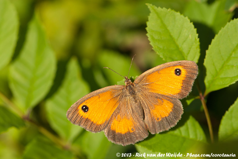 Gatekeeper<br><i>Pyronia tithonus tithonus</i>