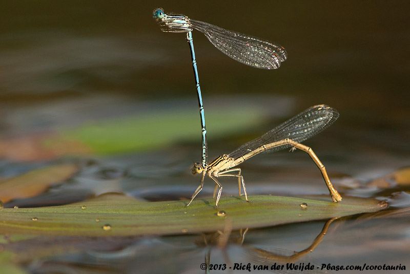 White-Legged Damselfy<br><i>Platycnemis pennipes</i>