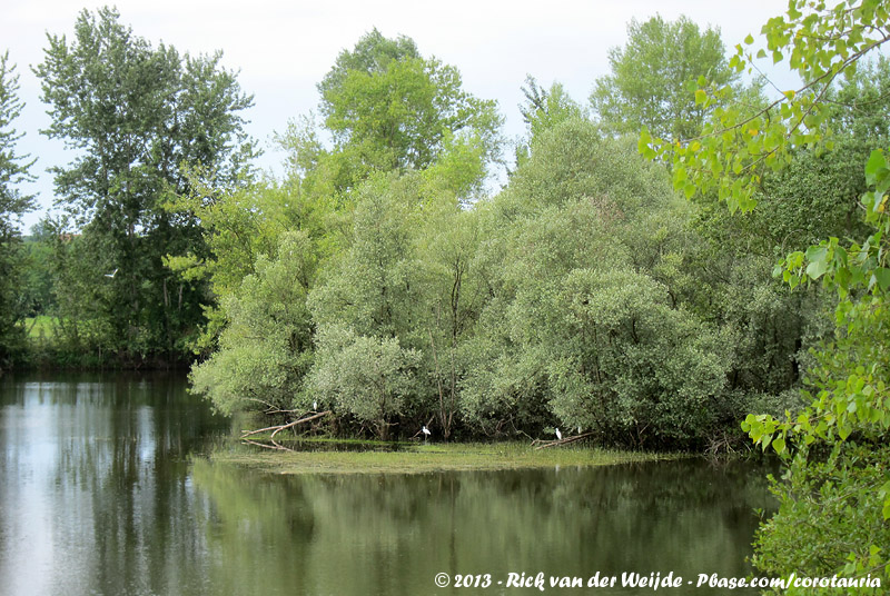 A small heronry at Gueugnon