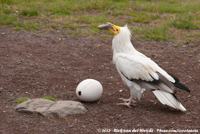 Egyptian Vulture<br><i>Neophron percnopterus ginginianus</i>