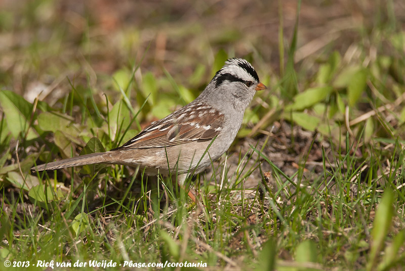 White-Crowned Sparrow<br><i>Zonotrichia leucophrys oriantha</i>