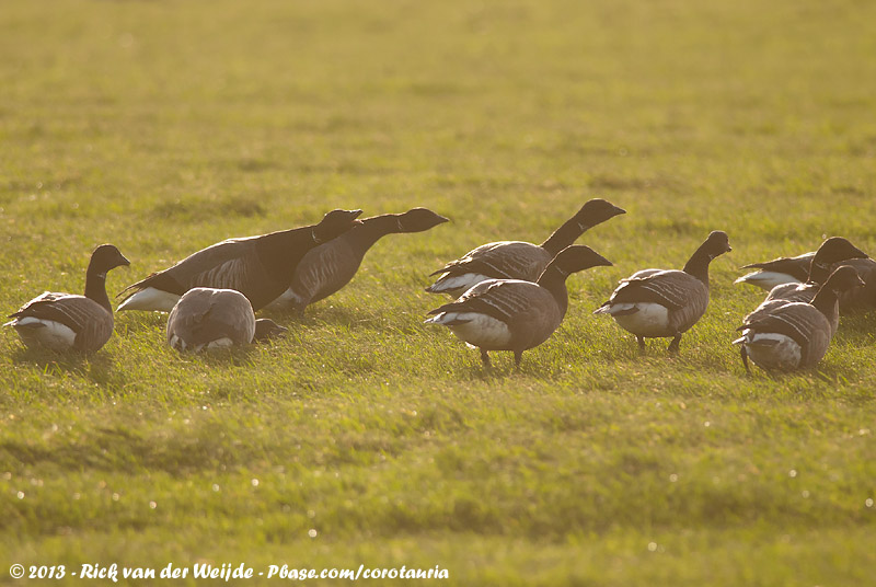 Dark-Bellied Brent Goose<br><i>Branta bernicla bernicla</i>