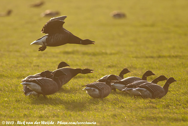 Dark-Bellied Brent Goose<br><i>Branta bernicla bernicla</i>