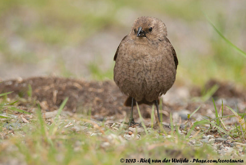 Brown-Headed Cowbird<br><i>Molothrus artemisiae artemisiae</i>