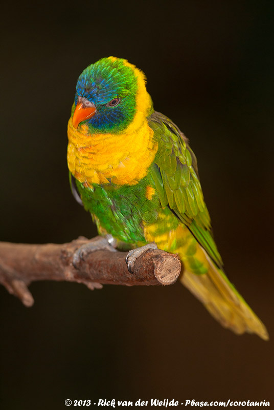 Rainbow Lorikeet<br><i>Trichoglossus haematodus capistratus</i>