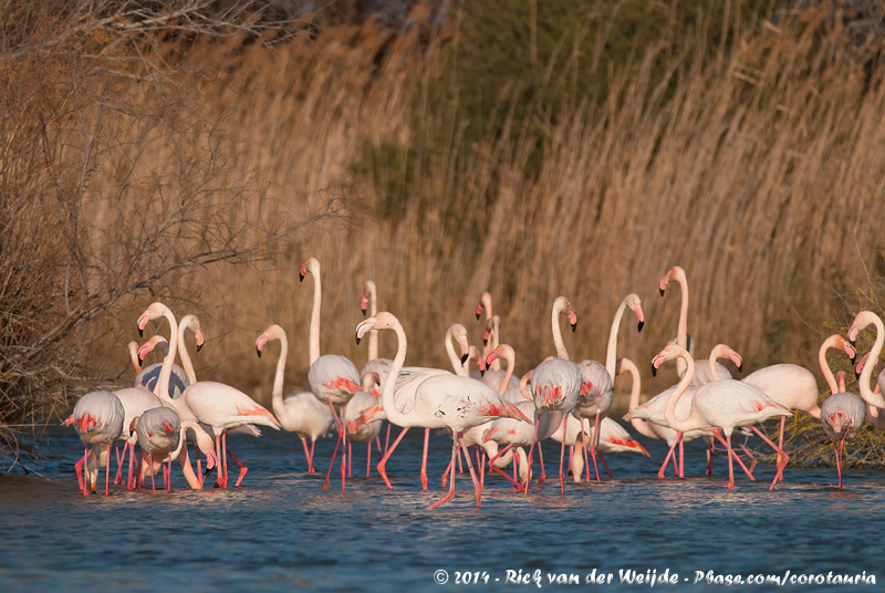 Greater Flamingo<br><i>Phoenicopterus roseus</i>