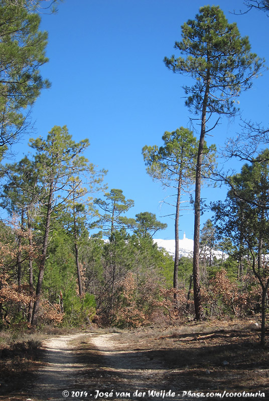 Coniferous forests on the slopes of Mont Ventoux