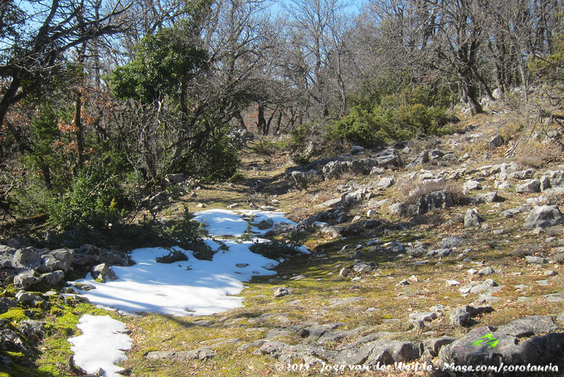 Not only coniferous forests on the slopes of Mont Ventoux