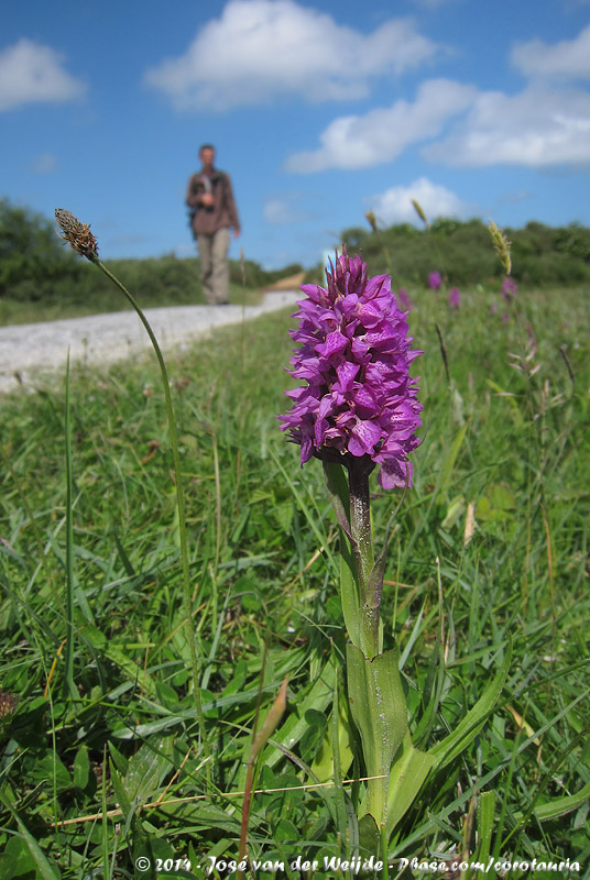 Marsh Orchid<br><i>Dactylorhiza praetermissa junialis</i>