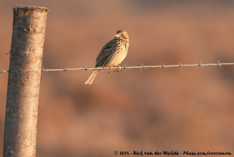 Corn Bunting<br><i>Emberiza calandra calandra</i>