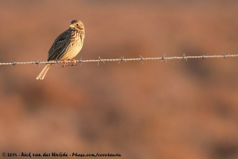 Corn Bunting<br><i>Emberiza calandra calandra</i>