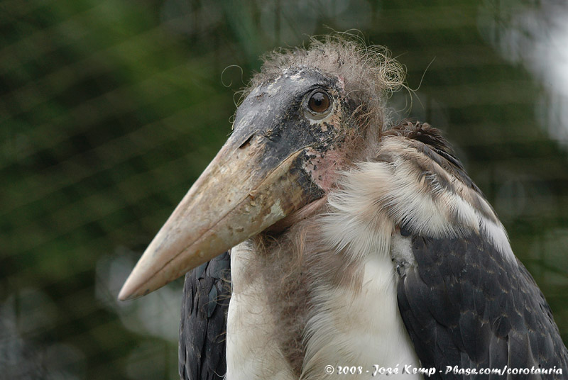 Marabou Stork<br><i>Leptoptilos crumenifer</i>