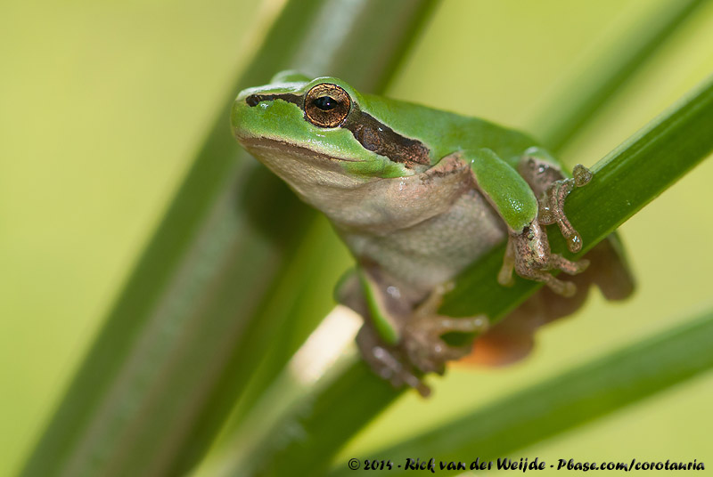 Mediterranean Tree Frog<br><i>Hyla meridionalis</i>