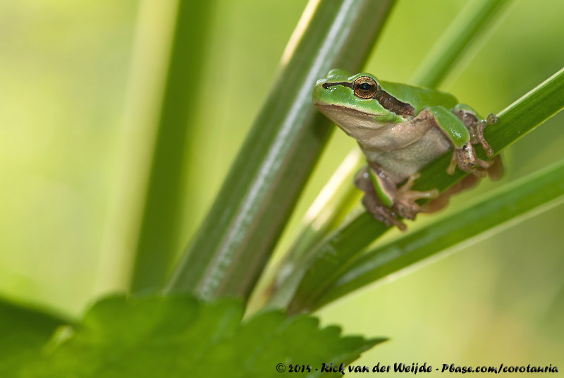 Mediterranean Tree Frog<br><i>Hyla meridionalis</i>