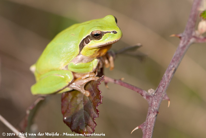 Mediterranean Tree Frog<br><i>Hyla meridionalis</i>