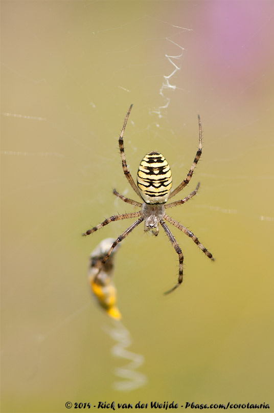 Wasp Spider<br><i>Argiope bruennichi bruennichi</i>