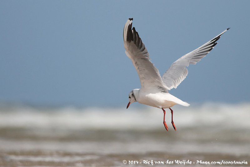 Black-Headed Gull<br><i>Chroicocephalus ridibundus</i>