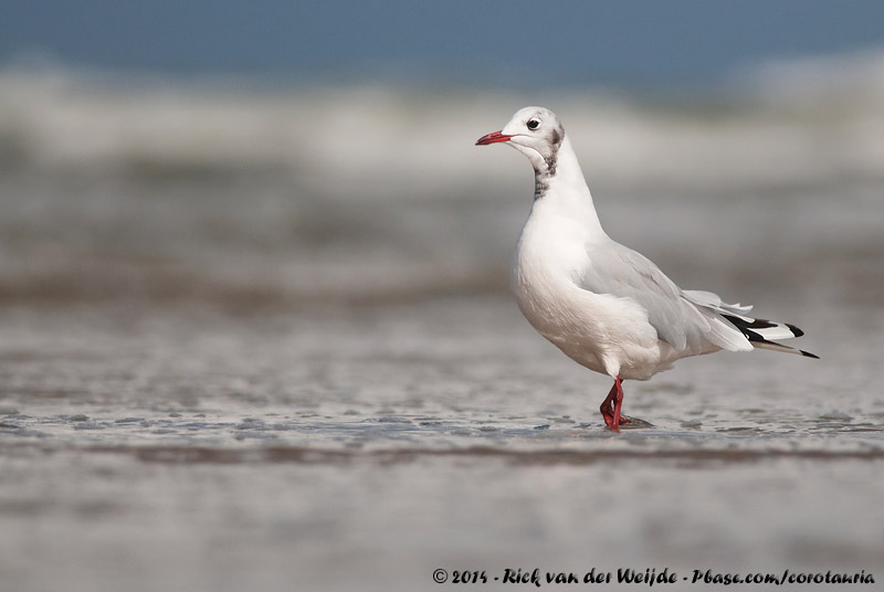 Black-Headed Gull<br><i>Chroicocephalus ridibundus</i>
