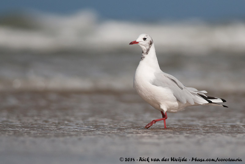 Black-Headed Gull<br><i>Chroicocephalus ridibundus</i>