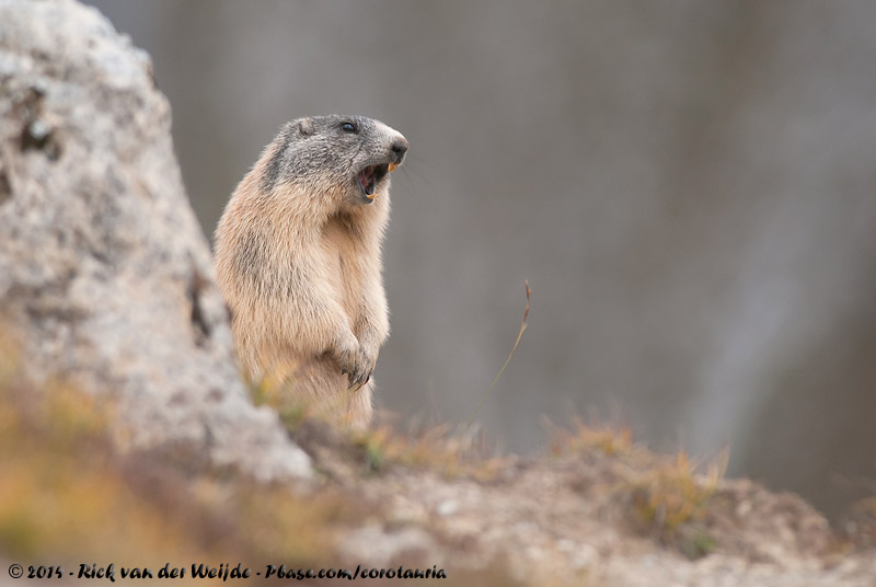 Alpine Marmot<br><i>Marmota marmota marmota</i>