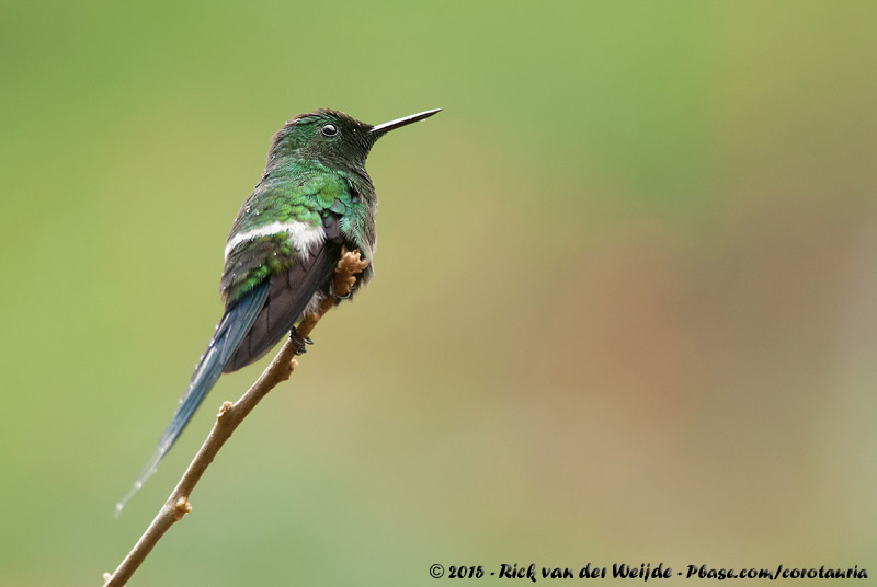 Green Thorntail<br><i>Discosura conversii</i>