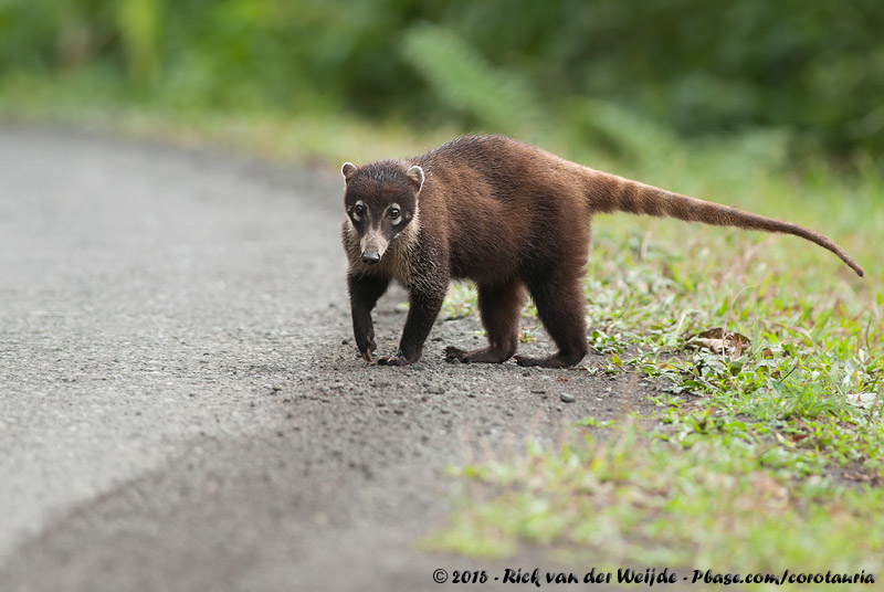 White-Nosed Coati<br><i>Nasua narica narica</i>