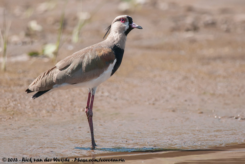 Southern Lapwing<br><i>Vanellus chilensis cayannensis</i>