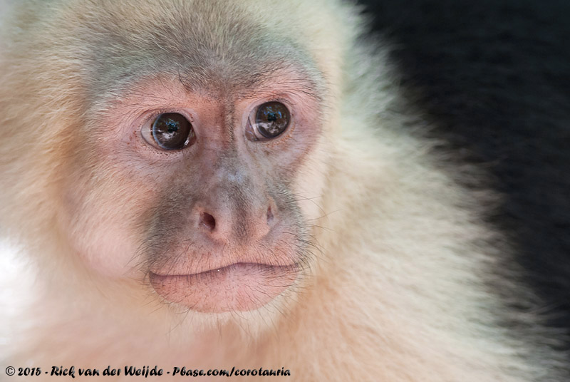 Panamanian White-Throated Capuchin<br><i>Cebus imitator</i>