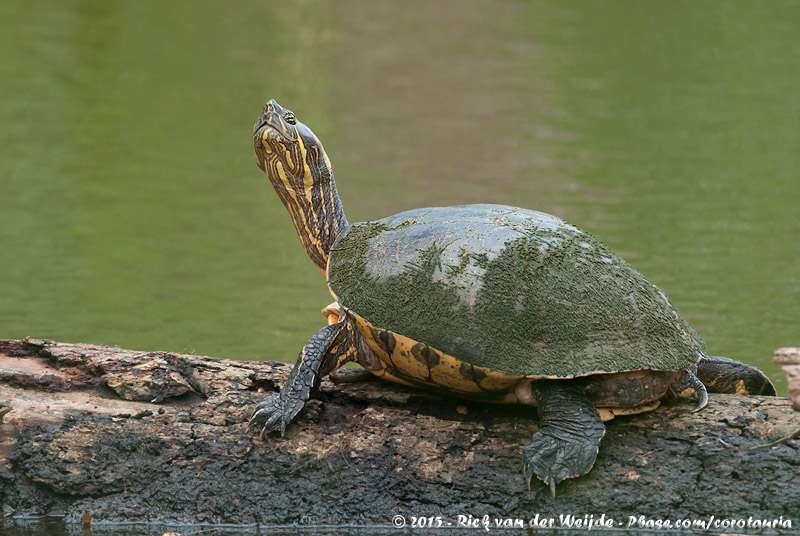 Meso-American Slider<br><i>Trachemys venusta ssp.</i>