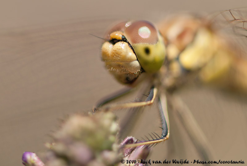 Vagrant Darter<br><i>Sympetrum vulgatum vulgatum</i>