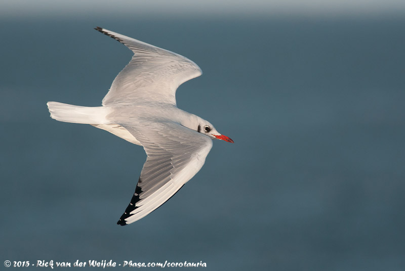 Black-Headed Gull<br><i>Chroicocephalus ridibundus</i>