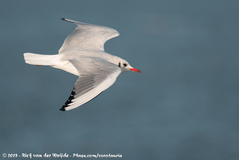 Black-Headed Gull<br><i>Chroicocephalus ridibundus</i>