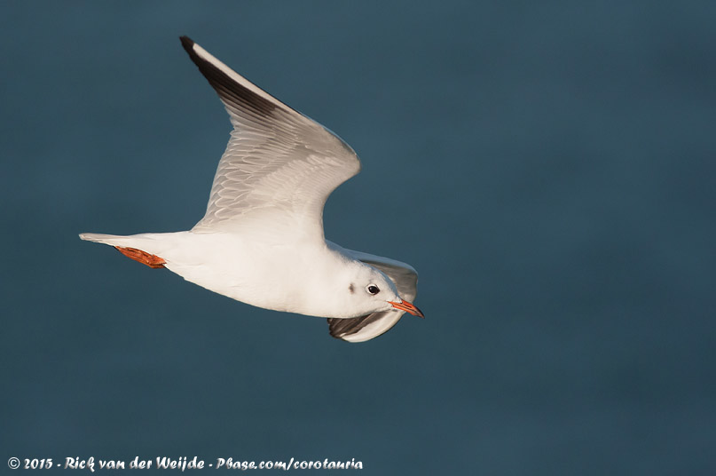 Black-Headed Gull<br><i>Chroicocephalus ridibundus</i>