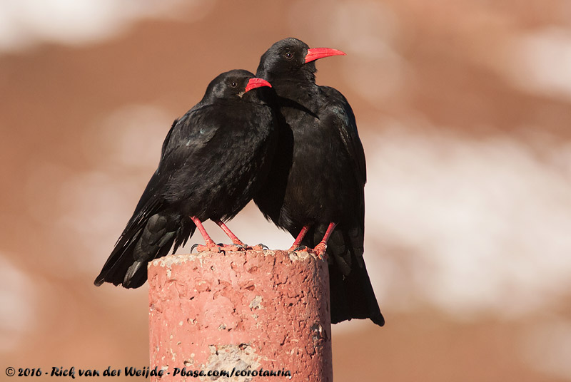 Red-Billed Chough<br><i>Pyrrhocorax pyrrhocorax barbarus</i>