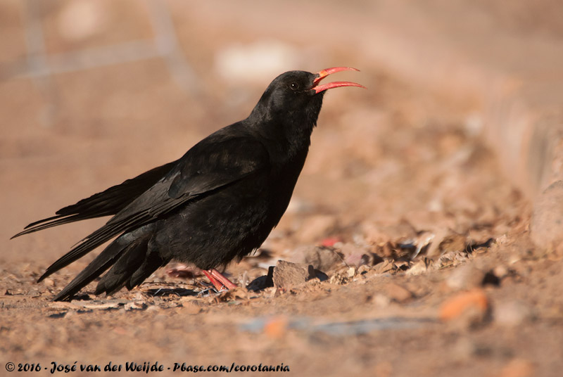 Red-Billed Chough<br><i>Pyrrhocorax pyrrhocorax barbarus</i>