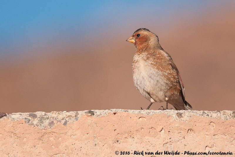 African Crimson-Winged Finch<br><i>Rhodopechys sanguineus alienus</i>