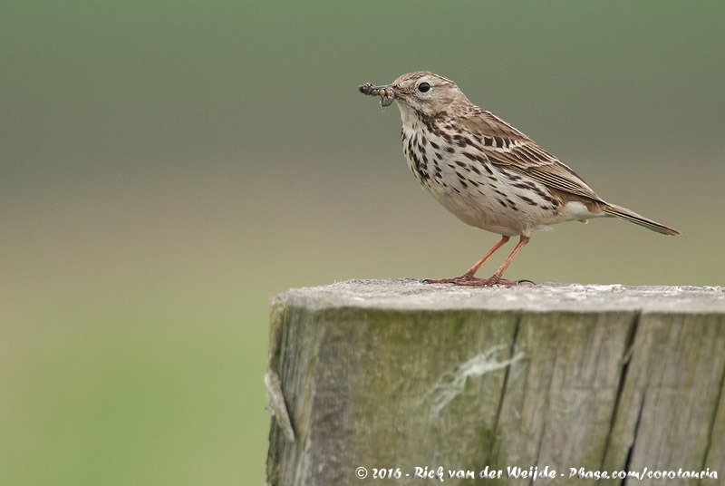 Meadow Pipit<br><i>Anthus pratensis</i>