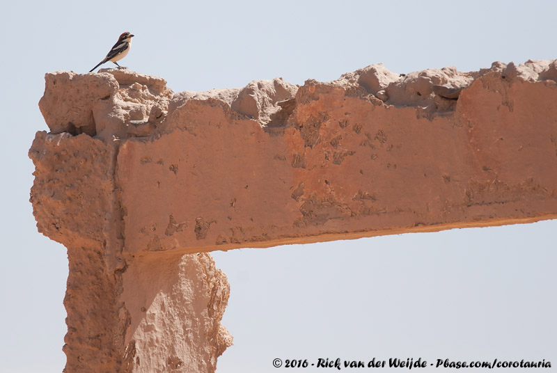 Woodchat Shrike<br><i>Lanius senator ssp.</i>