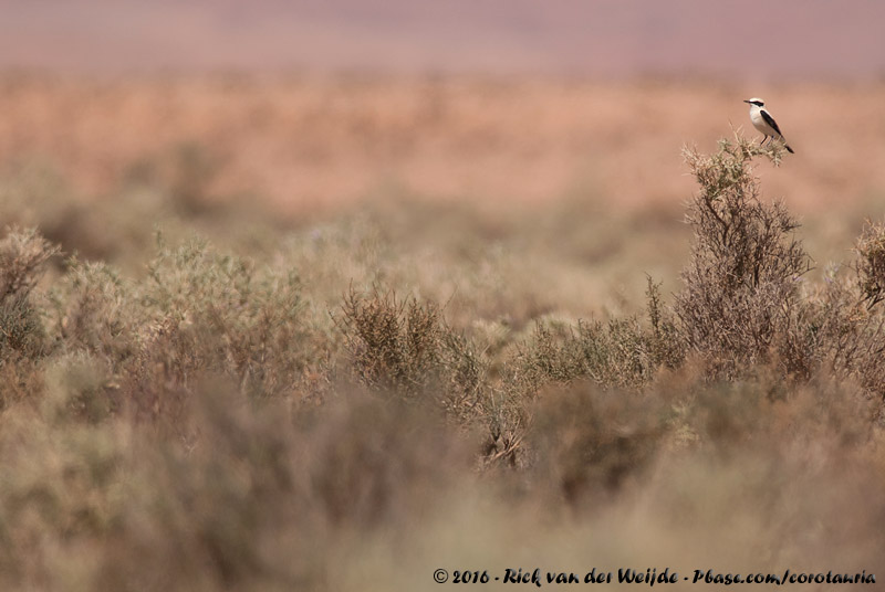 Black-Eared Wheatear spec.<br><i>Oenanthe hispanica/melanoleuca</i>