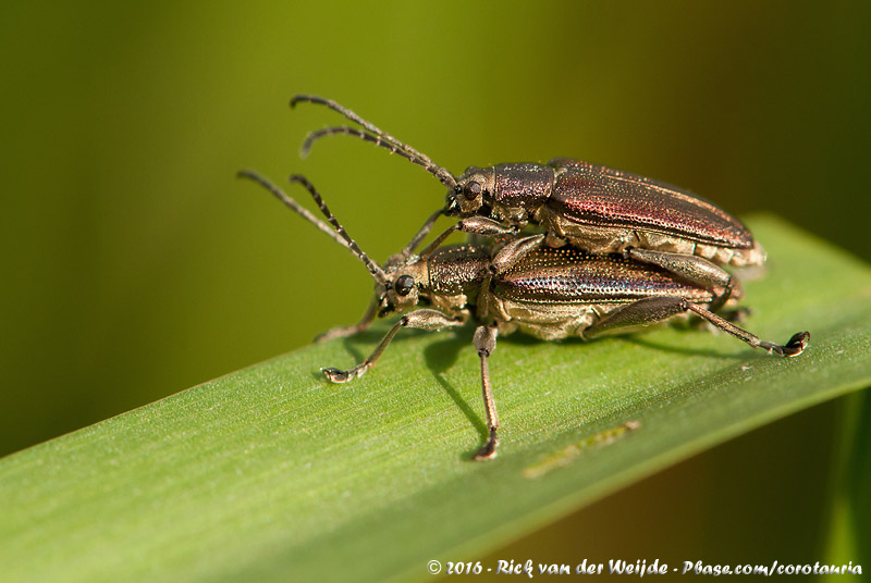 (Reed Beetle)<br><i>Donacia marginata</i>