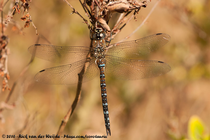 Migrant Hawker<br><i>Aeshna mixta</i>