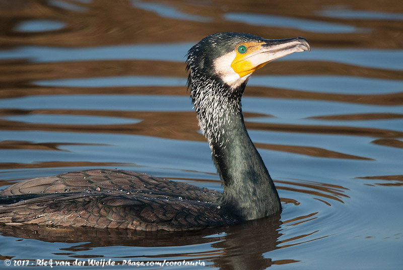 Great Cormorant<br><i>Phalacrocorax carbo sinensis</i>
