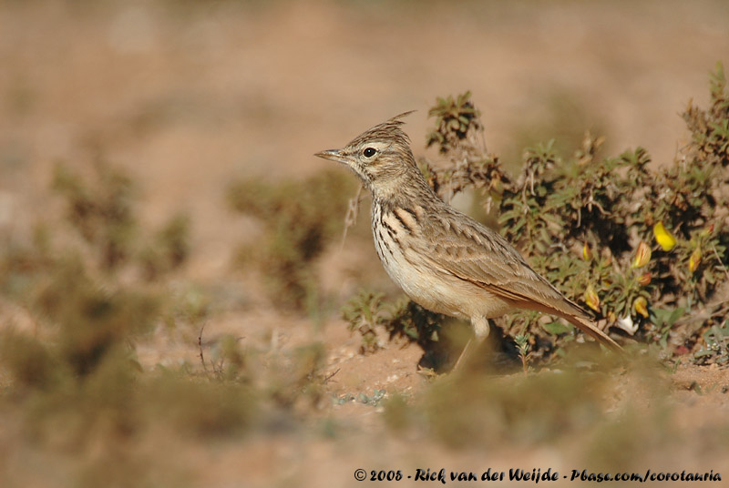 Theklas Lark<br><i>Galerida theklae ruficolor</i>