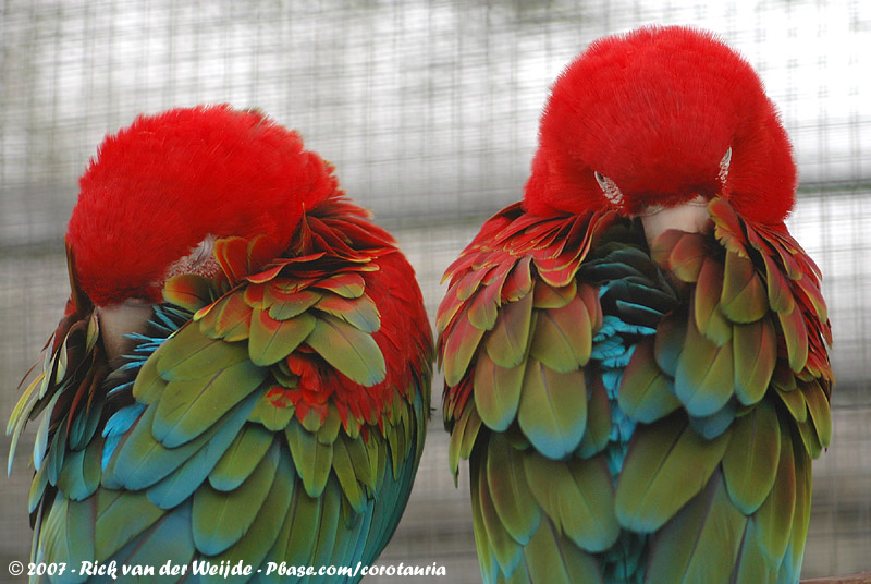 Red-And-Green Macaw<br><i>Ara chloropterus</i>