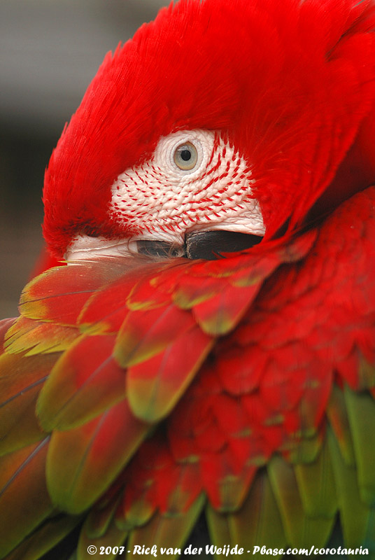 Red-And-Green Macaw<br><i>Ara chloropterus</i>