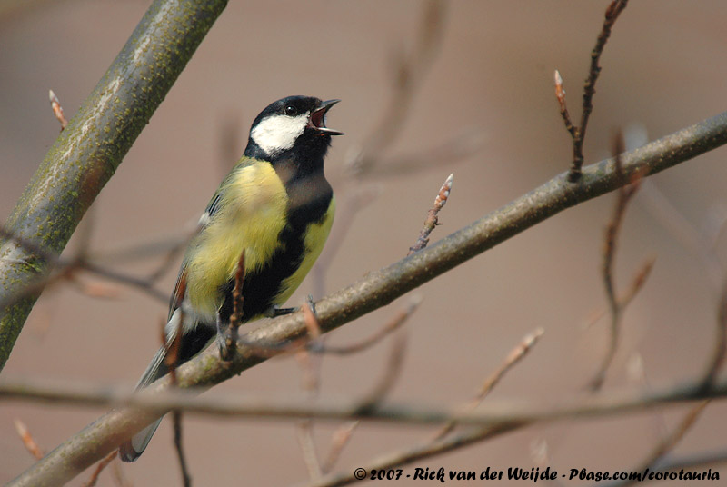 Great Tit<br><i>Parus major major</i>