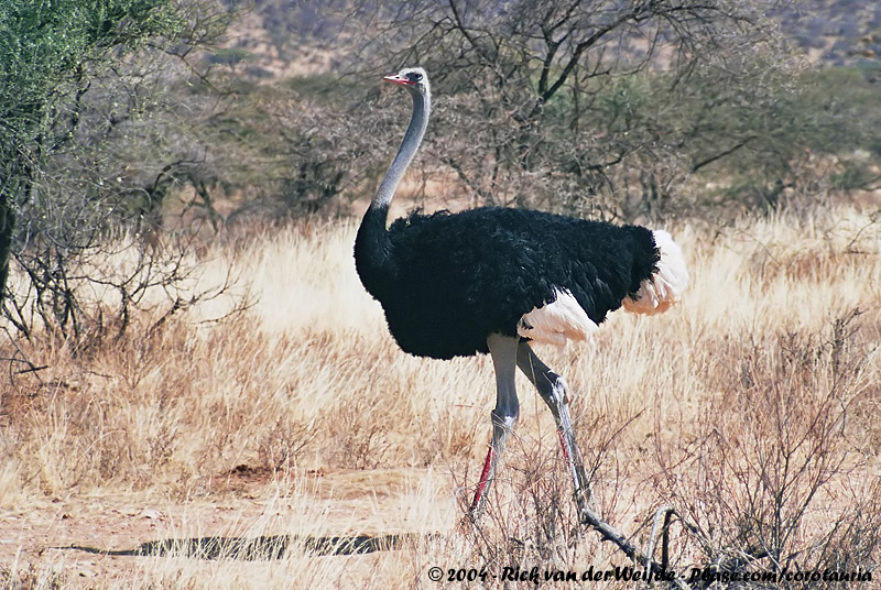 Somali Ostrich<br><i>Struthio molybdophanes</i>