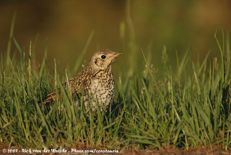 Mistle Thrush<br><i>Turdus viscicorus viscivorus</i>