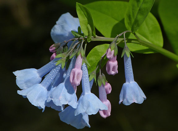 Bluebells